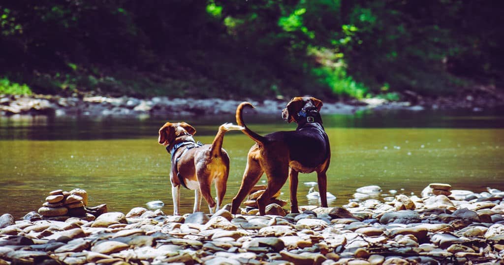 comment devenir educateur canin a son compte