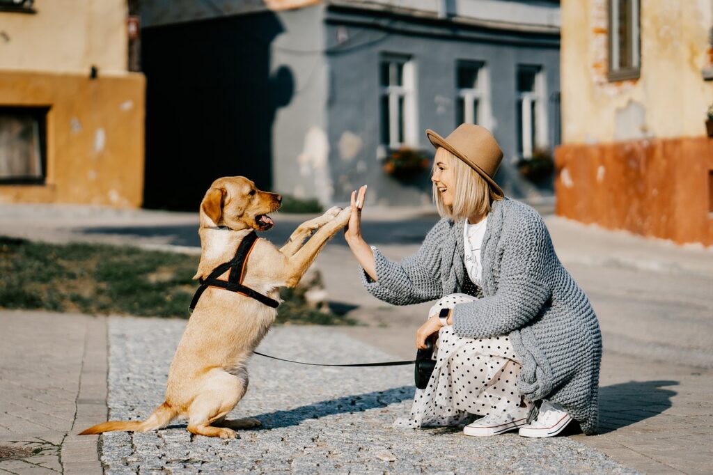 éducateur canin un vrai métier