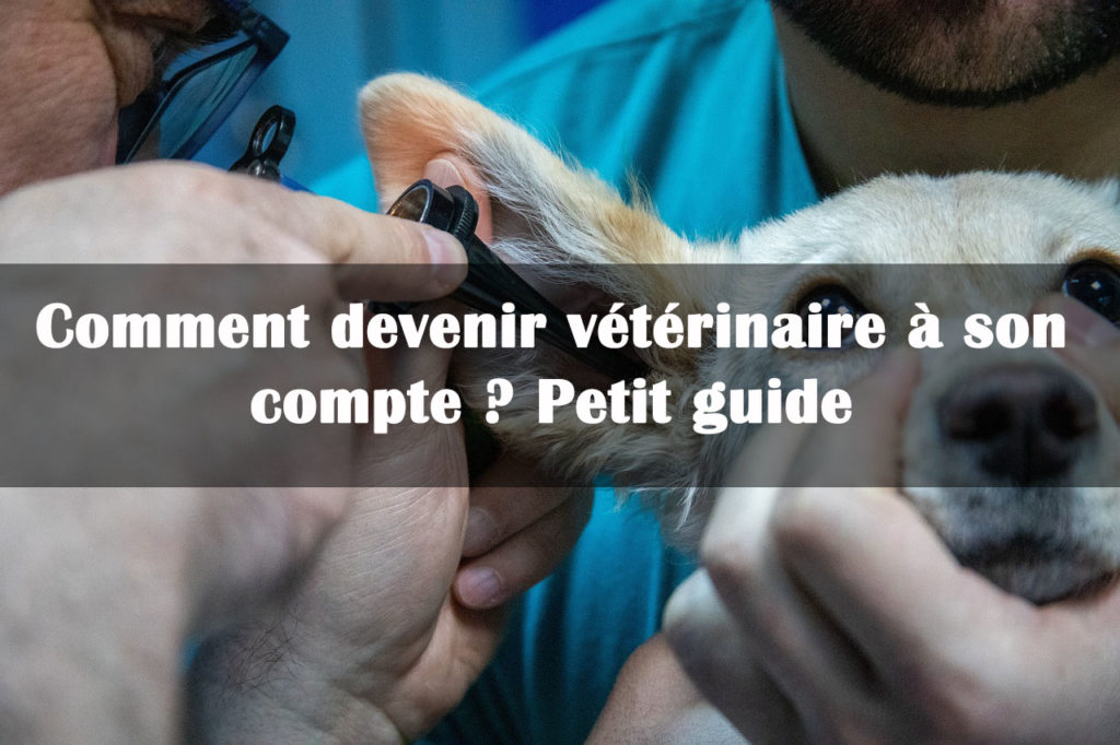 devenir veterinaire a son compte