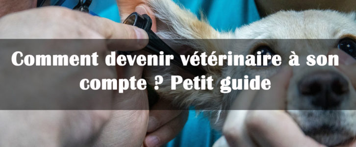 Comment devenir vétérinaire à son compte ? Petit guide